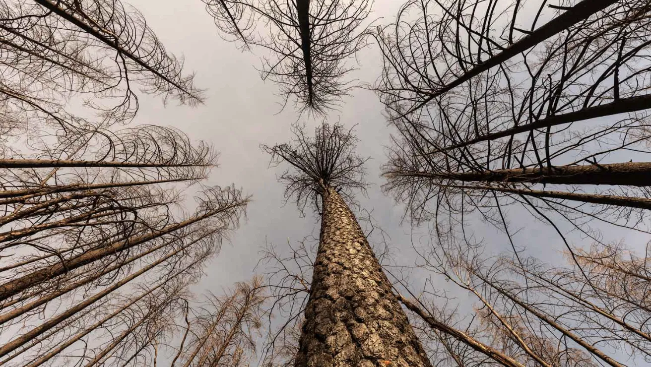 A striking photo of burnt trees, showcasing the aftermath of a fire.