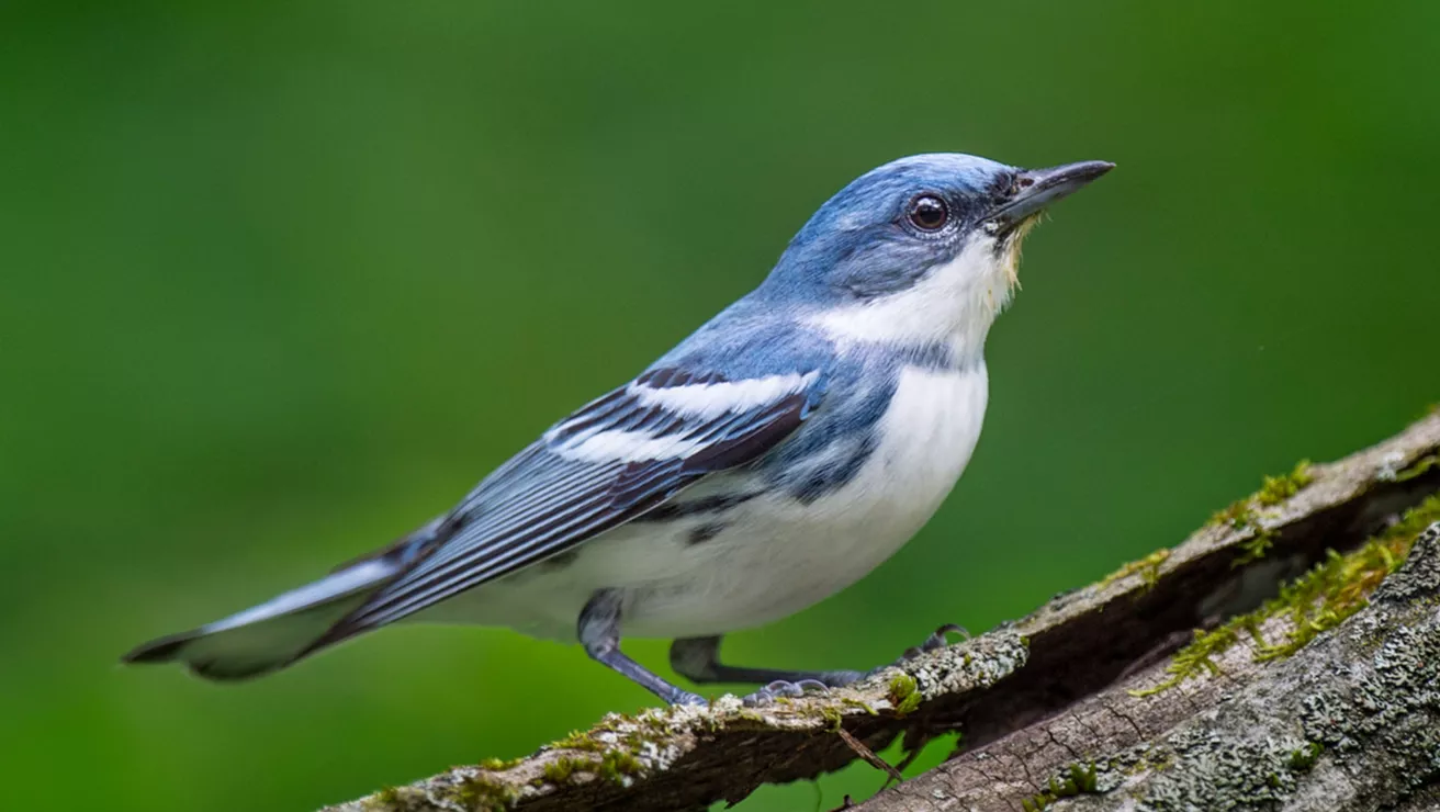 cerulean warbler bird