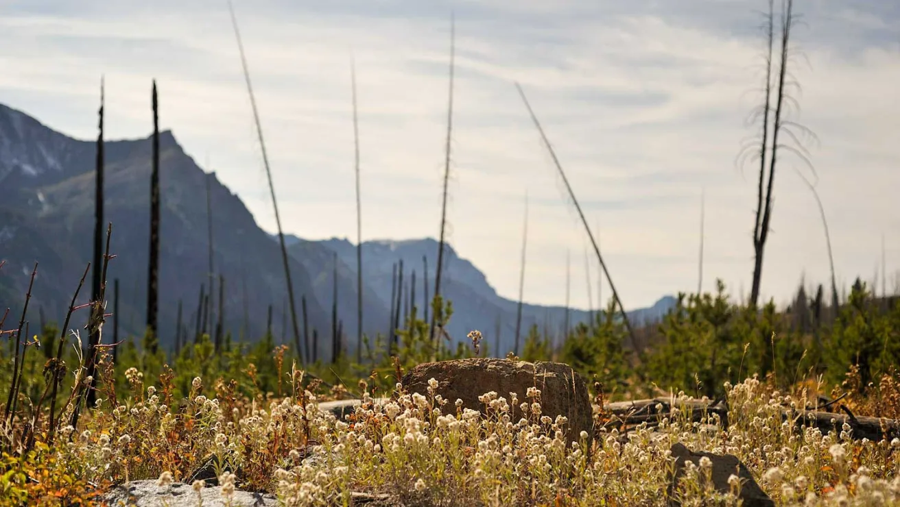 A picturesque view of a mountain range, framed by vibrant trees and grassy fields in the foreground.