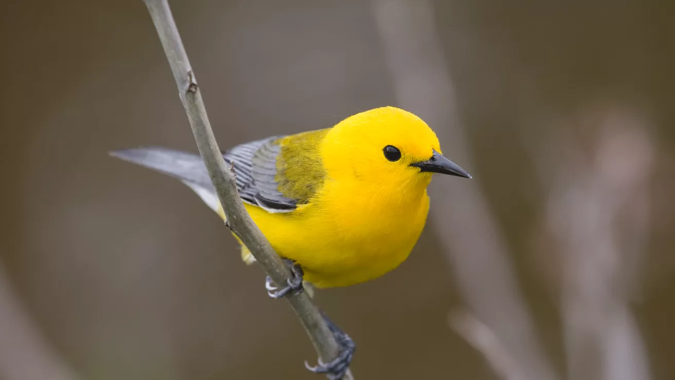 prothonotary warbler bird