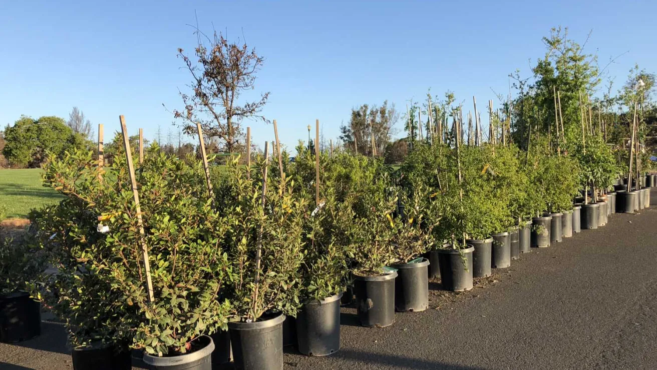 A row of containerized trees neatly arranged in black plastic pots, ready for planting.