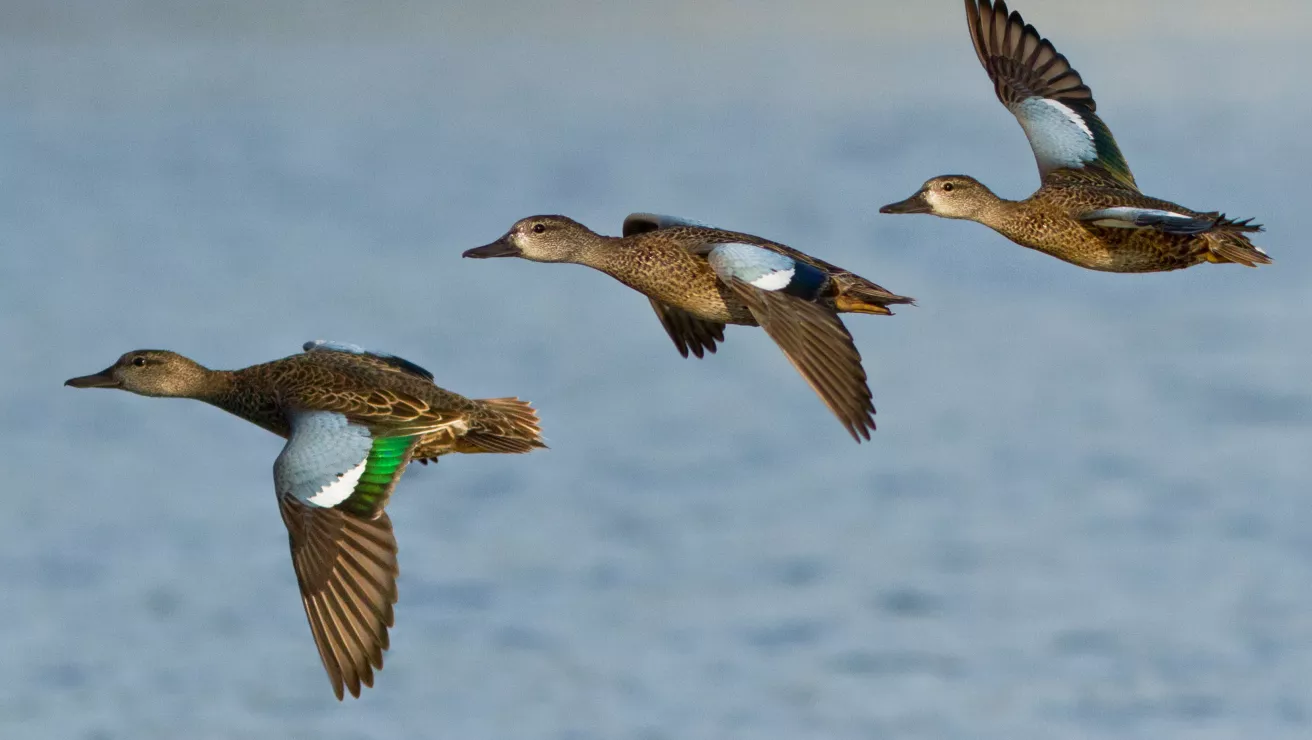 blue-winged teal duck