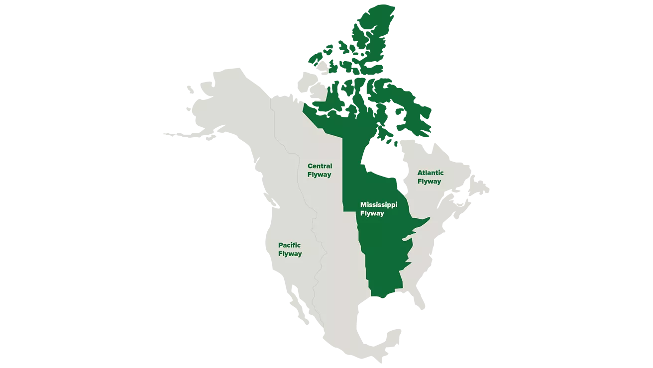 alluvial valley birds flyway map illustration