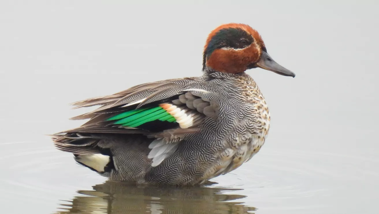 green-winged teal duck