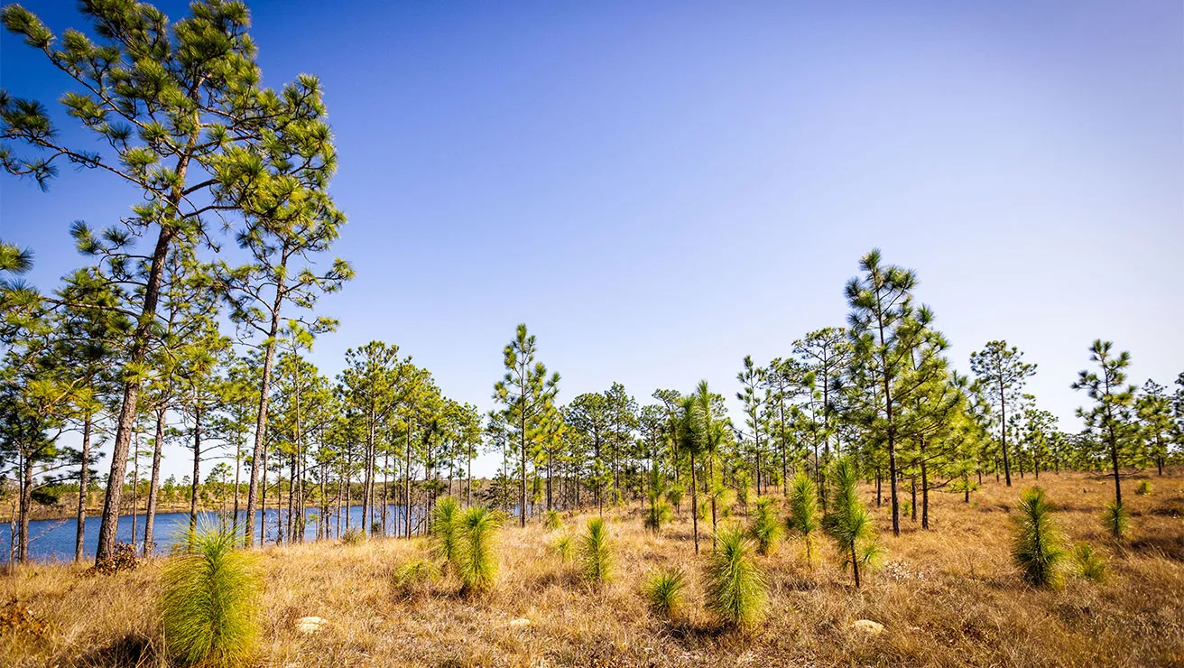 reforestation tree planting