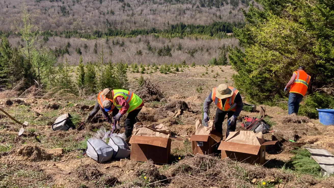 a group of tree planters planting trees in forest