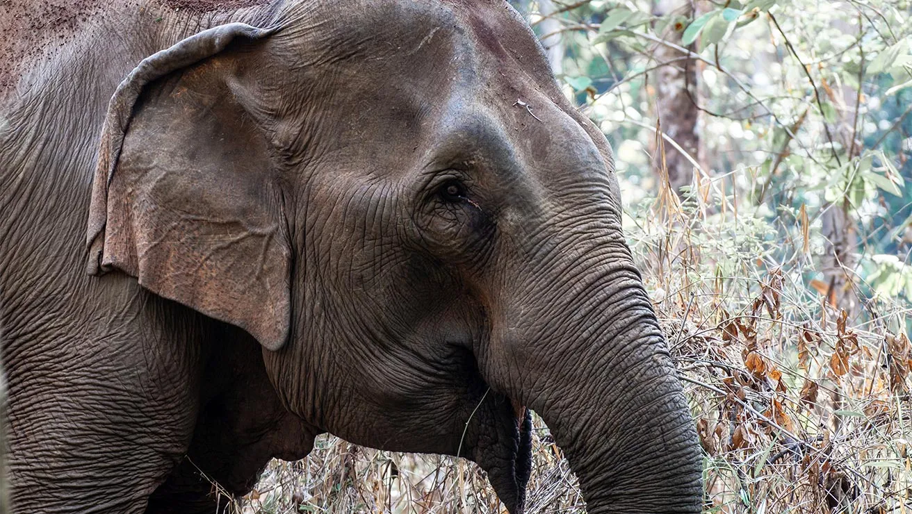 asian elephant amongst the trees and brush