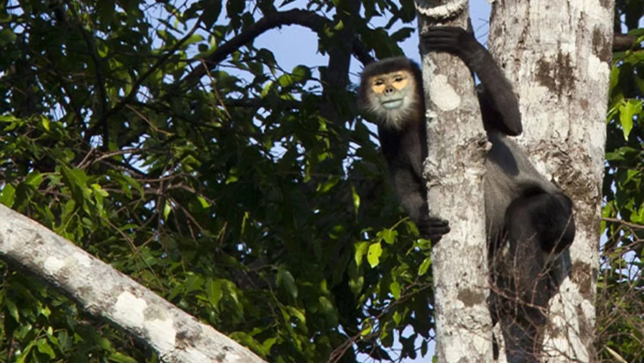 black-shanked douc monkey sitting on a tree branch