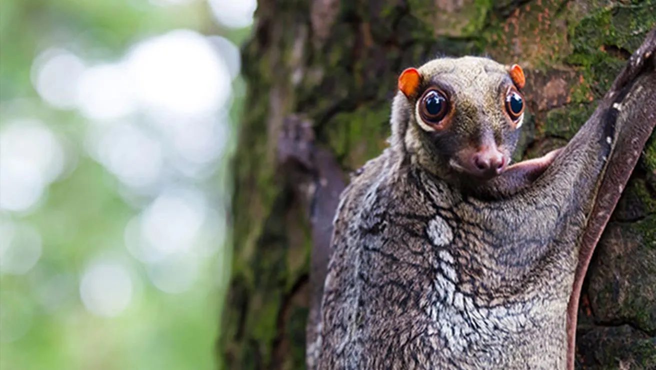 colugo hanging onto the side of a tree