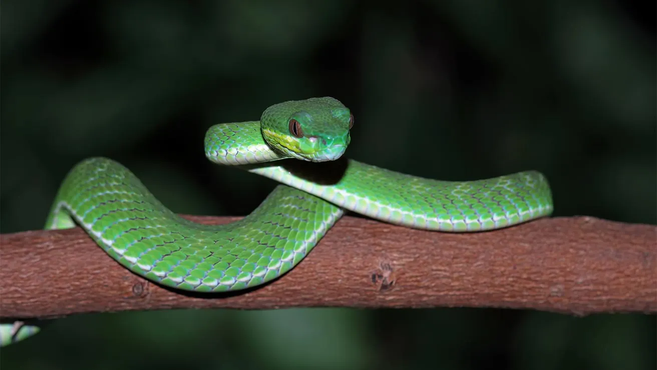 ruby-eyed green pit viper on a tree branch