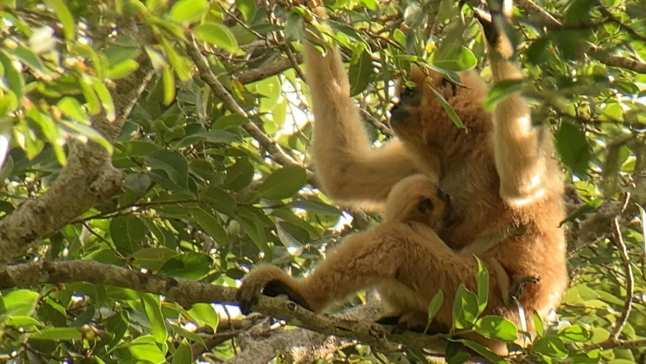 southern yellow-cheeked crested gibbon sitting on a tree branch