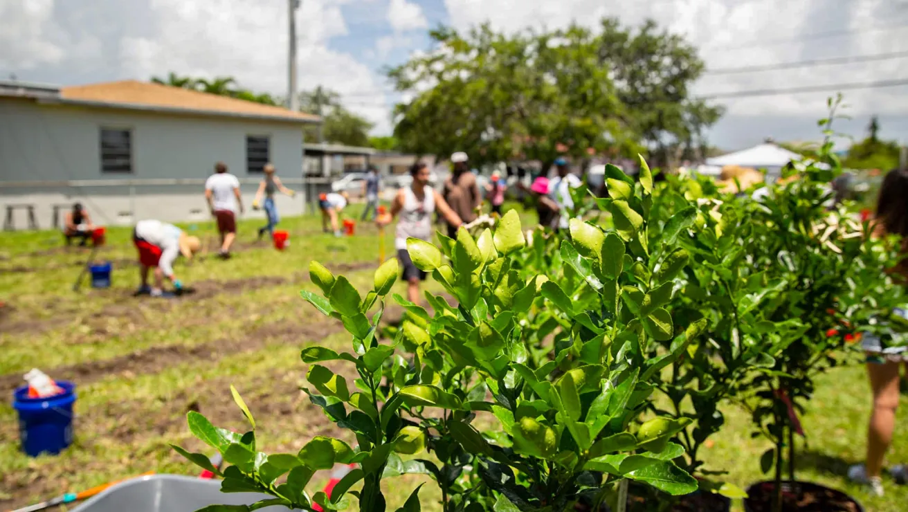 people volunteering in florida to plant trees