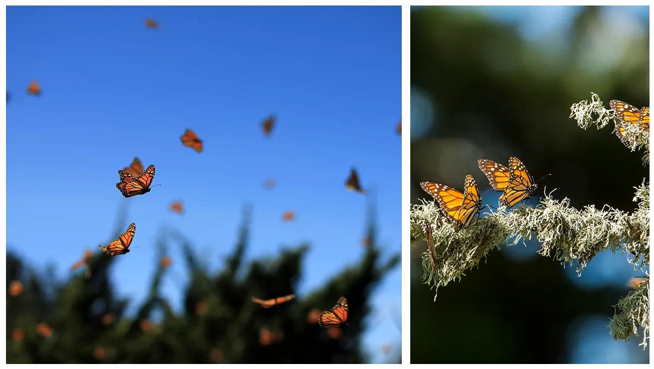 monarch butterfly collage