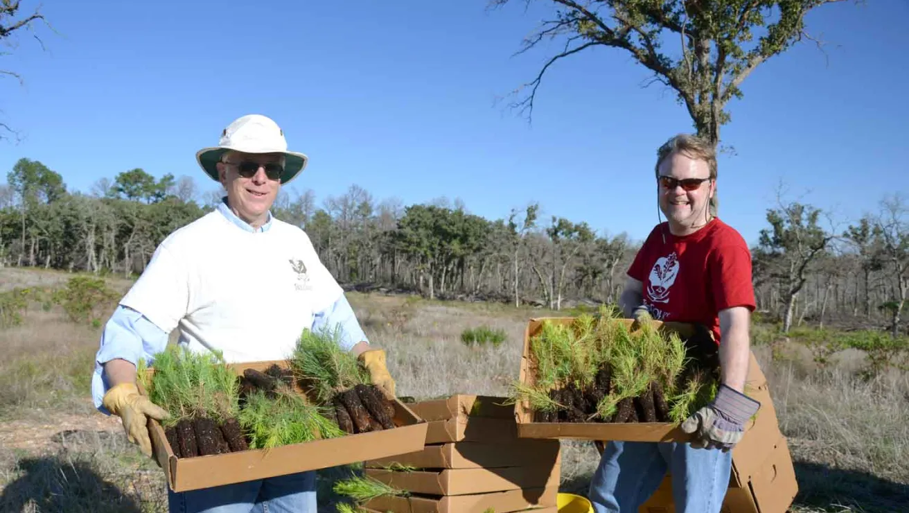 Two men carrying boxes of pine trees, standing in a sunny field surrounded by greenery.