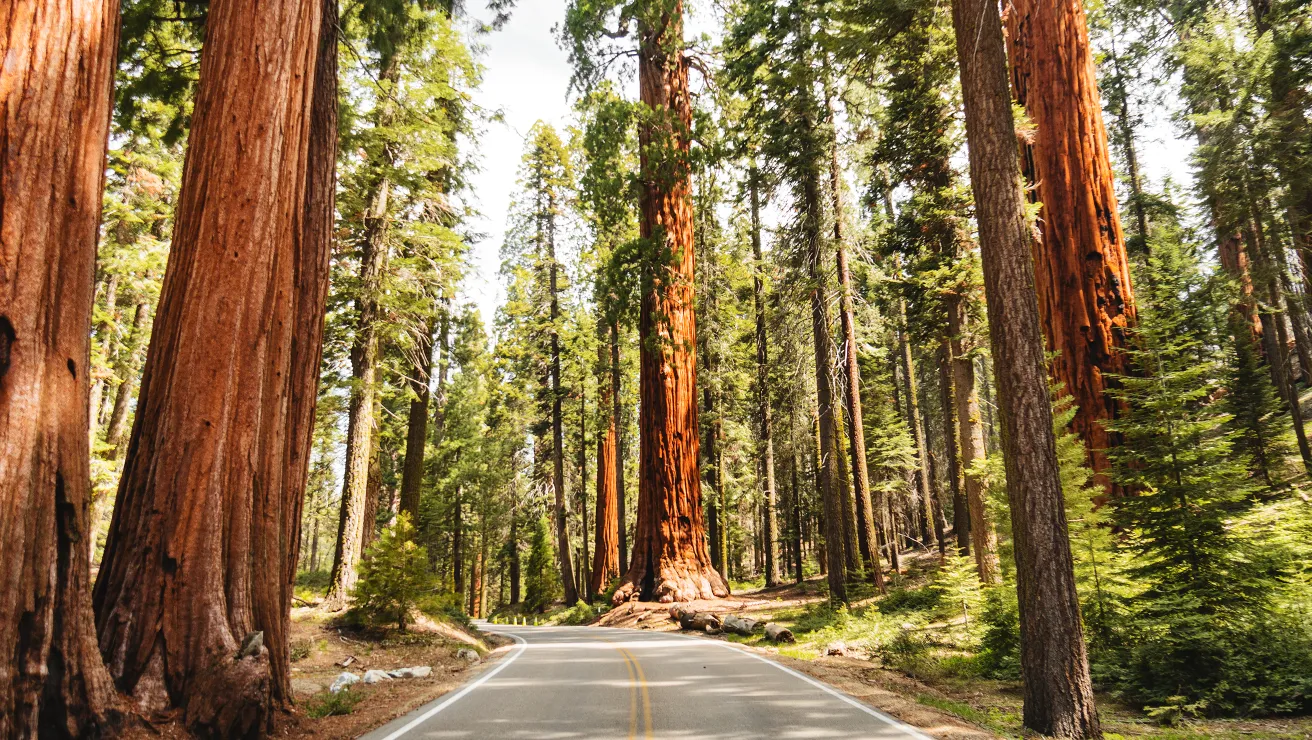 Road through Sequoia National Park