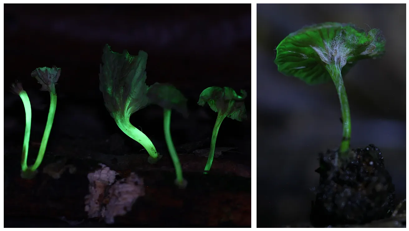 glowing mushrooms collage