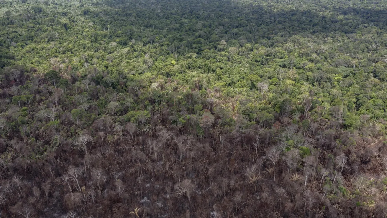 amazon rainforest damage