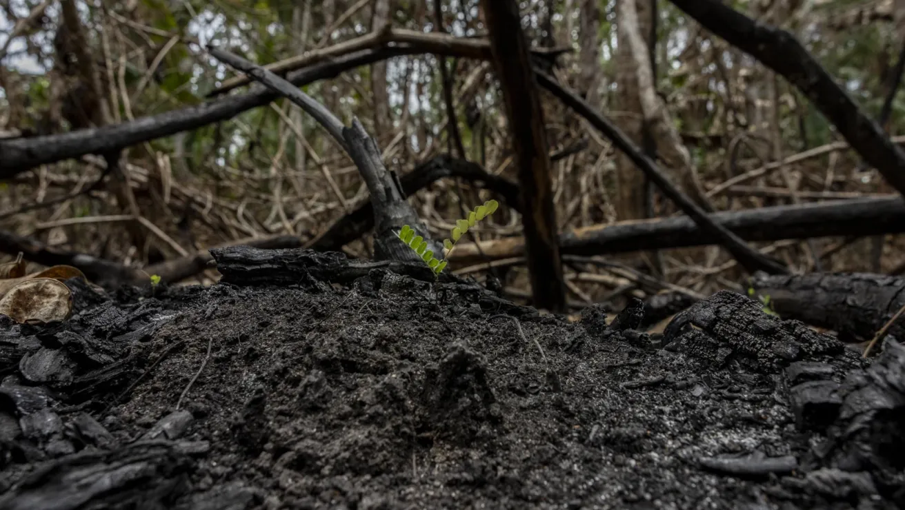 plant growing in destroyed forest