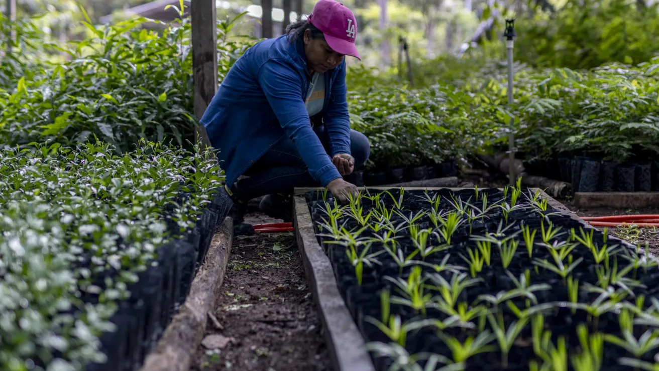 person planting trees