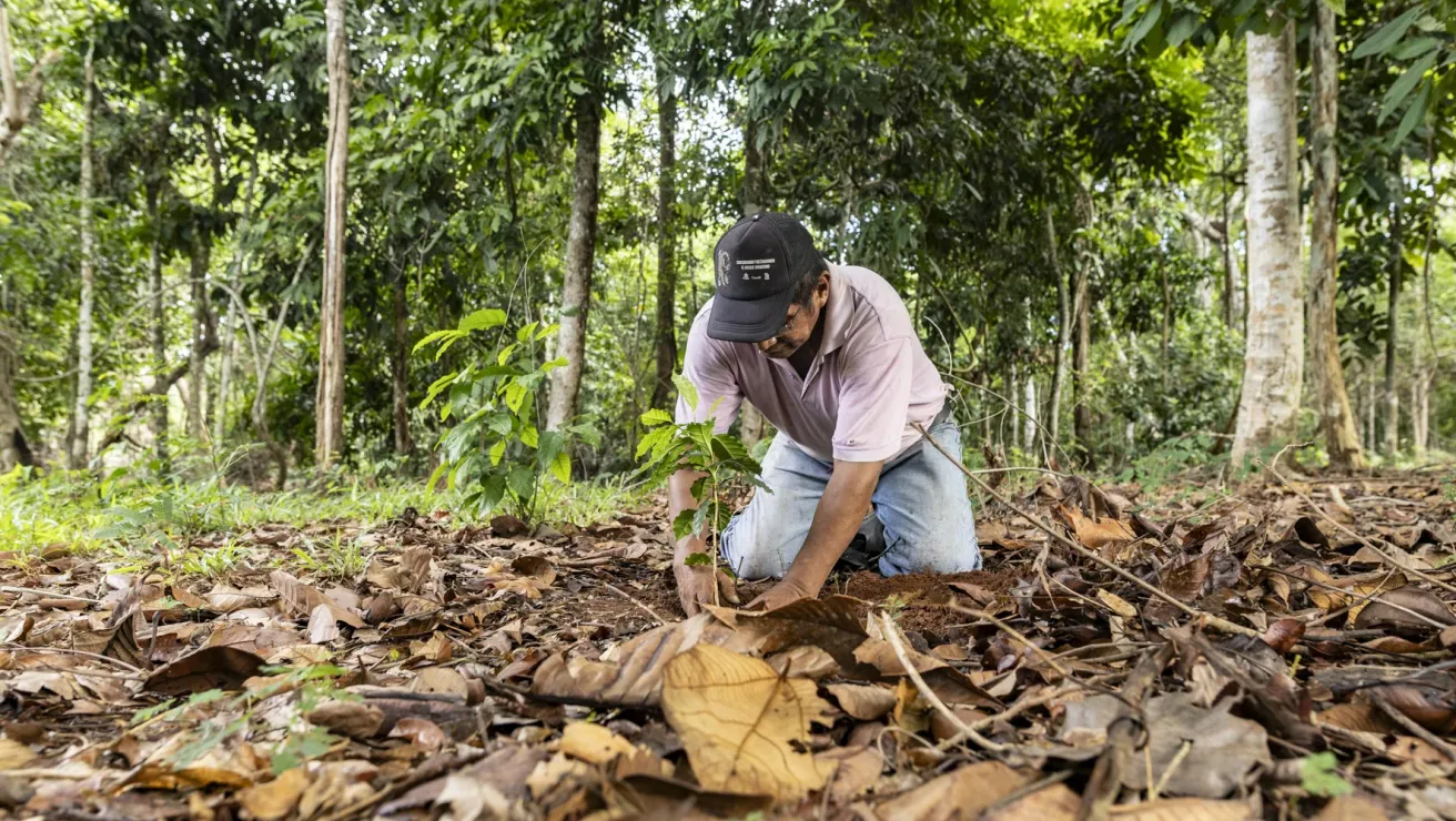 person planting a tree in amazon rainforest