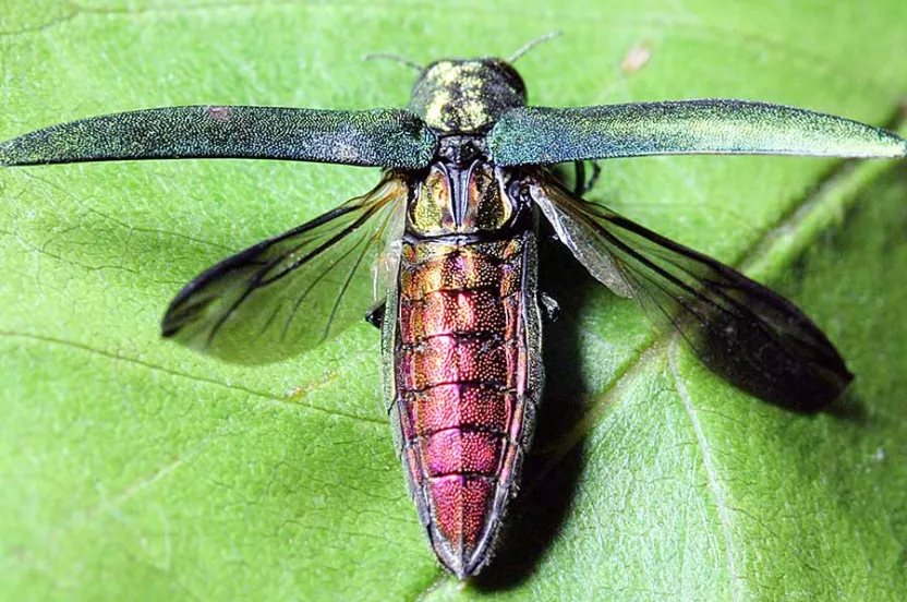 an emerald ash borer.