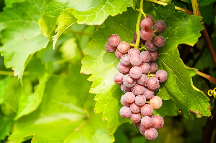 Grapes on a vine