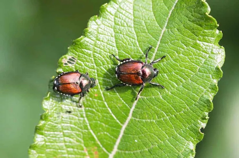 Japanese beetles on a leaf.