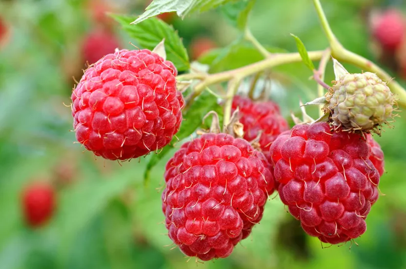 Everbearing Red Raspberry Bush