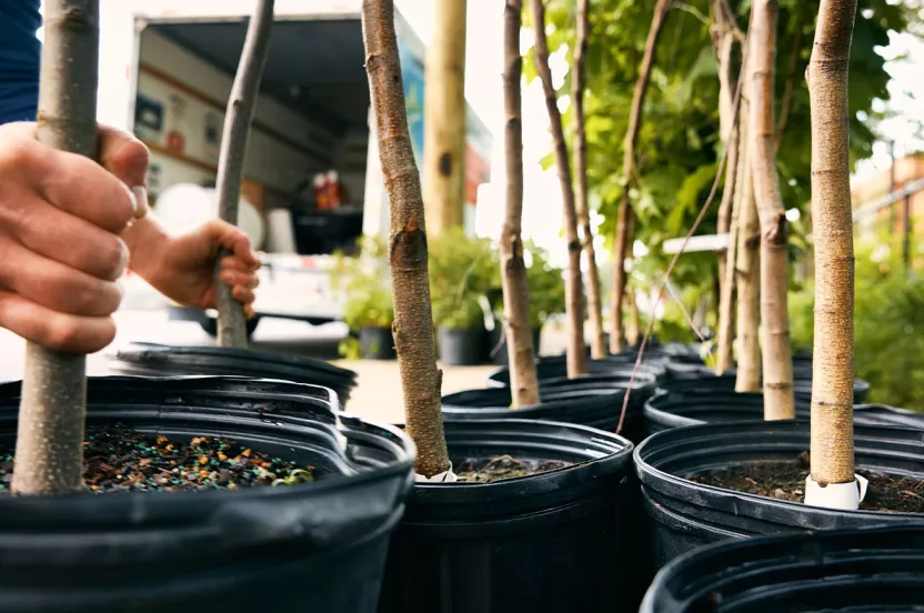 person grabbing trees to plant