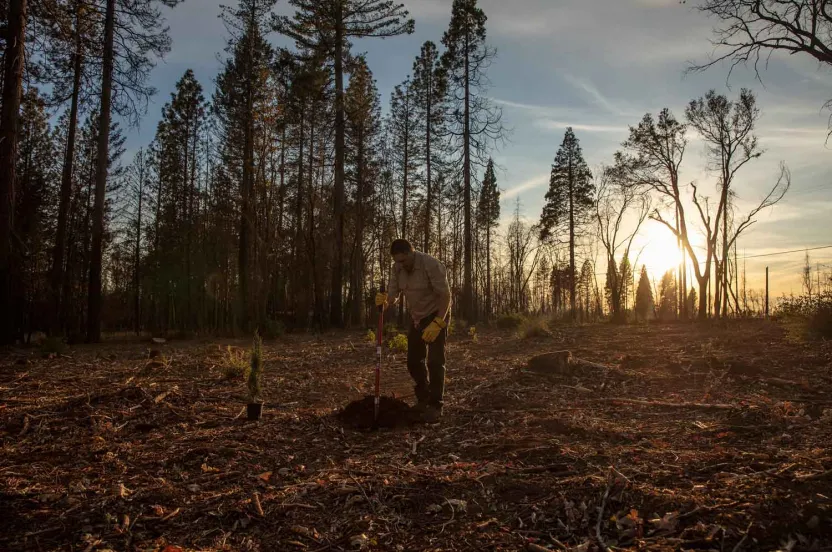 A man stands in a forest burned by wildfire at sunset, planting a tree.