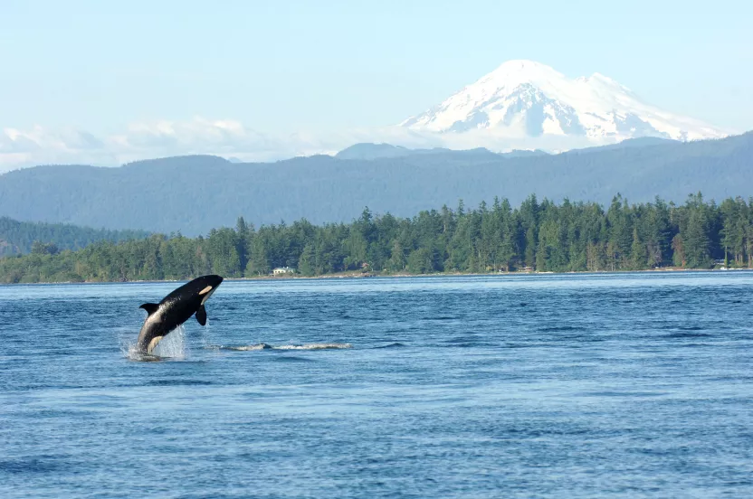 whale jumping out of water