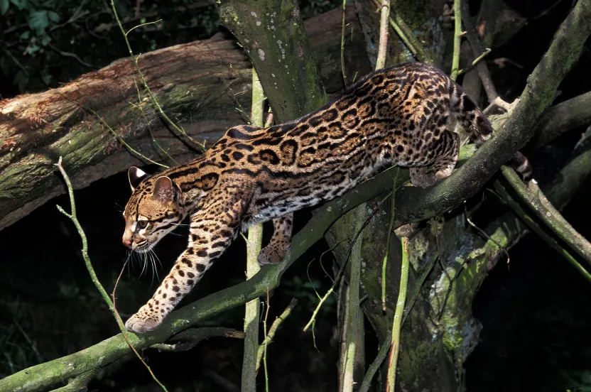 animal climbing through trees