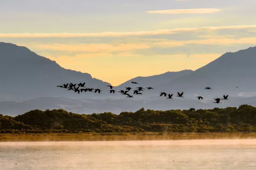 group of birds flying over water