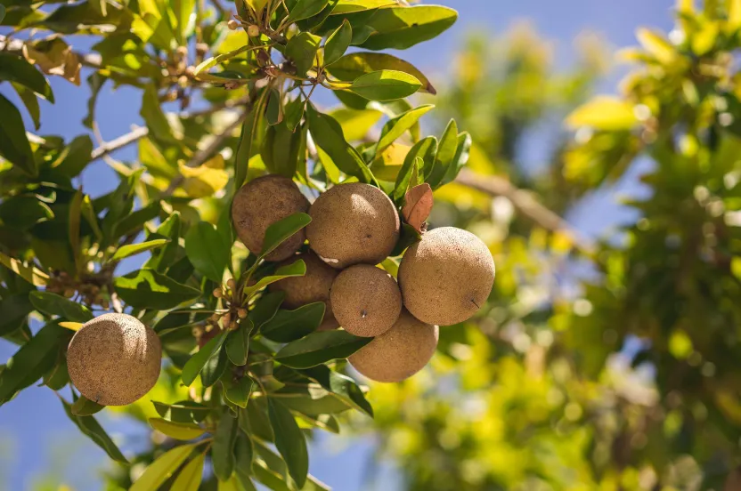 close up of a sapodilla tree