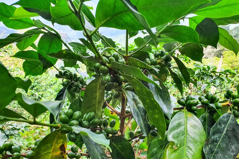 close up photo of a coffee tree