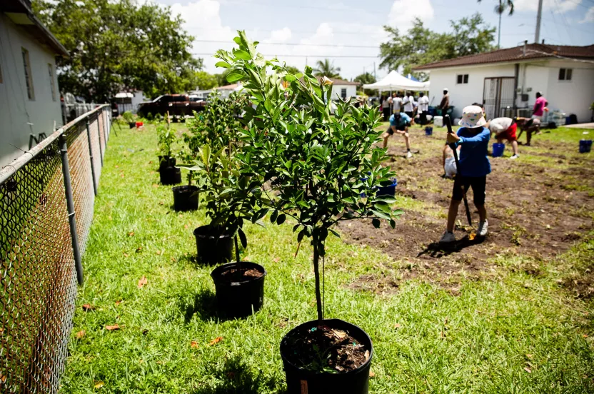 trees being planted and trees in buckets