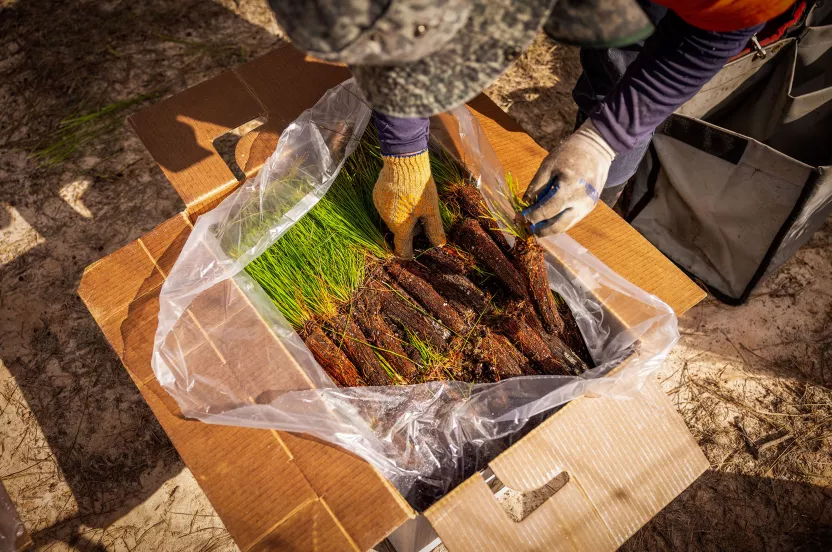 tree seedlings in a box