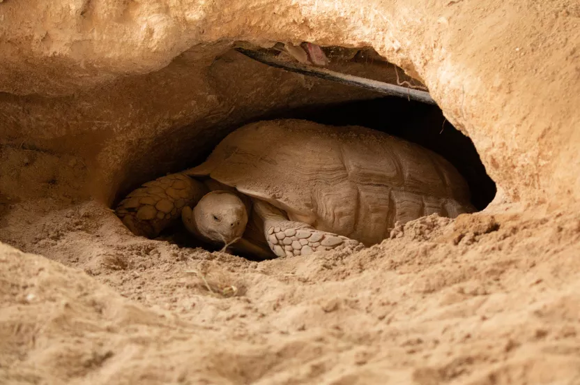 gopher tortoise burrowing