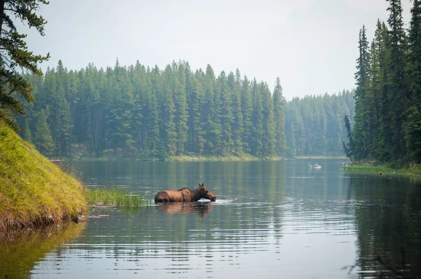 moose walking through water