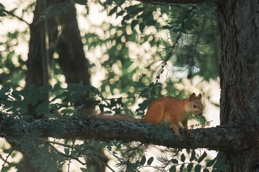 squirrel on a branch