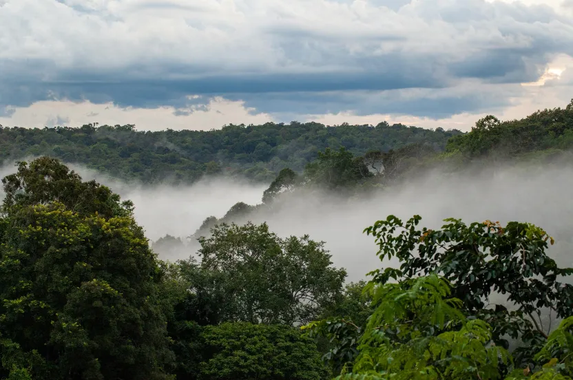 landscape view of a forest with a cloud over top