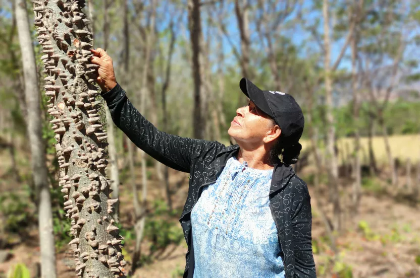 person inspecting tree