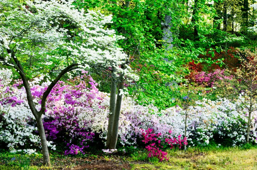 photo of flowering trees and shrubs along a forest edge.