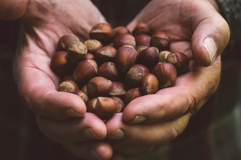 a person holding a pile of hazelnuts in their hands.