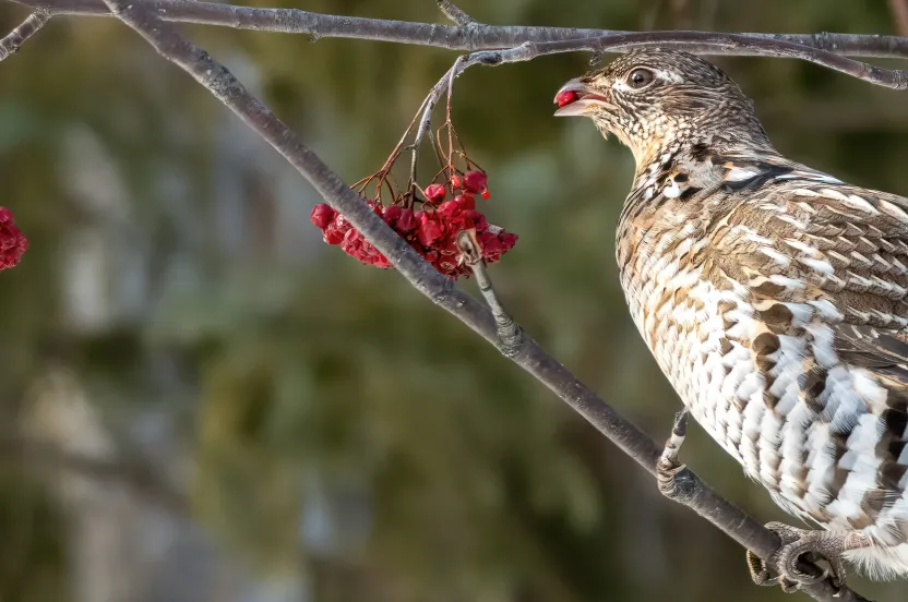 female grouse eating cranberries.