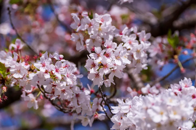 closeup detail of cherry blossoms