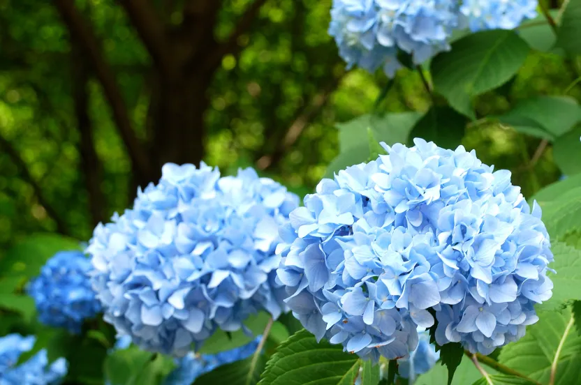 close up of blue hydrangea planted under a shade tree.