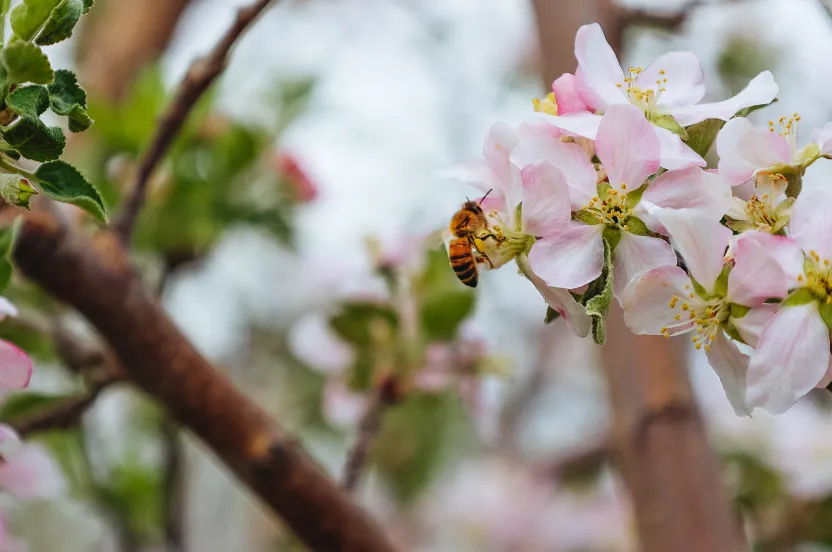 close up of a bee in an apple tree blossom