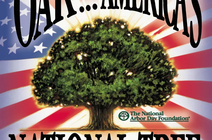 Image of the national tree poster