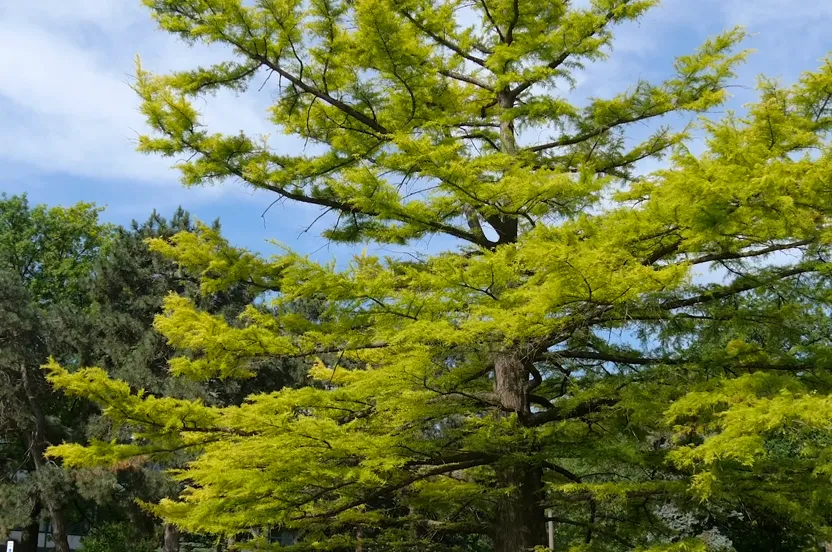 Baldcypress tree.